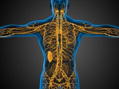 Anatomische illustratie waarin het lymfestelsel te zien is.