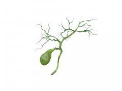 gal met adervertakkingen