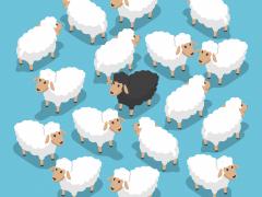 Groep witte schapen met één zwart gaan in het midden