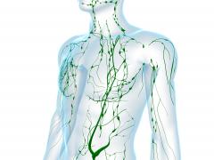 Anatomische illustratie van een mens.