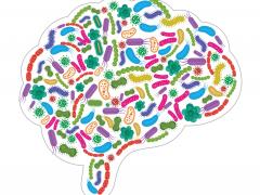Schematische kleurrijke weergave hersenen