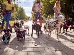Drie mensen laten een aantal honden uit.