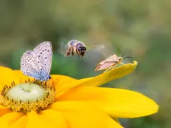Detail van een bloem met insecten erop