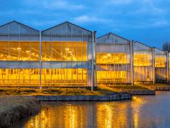 Verlichte Tuinbouwkassen