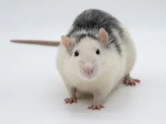 Rat