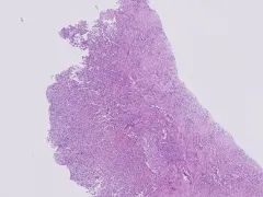 Microscopisch beeld