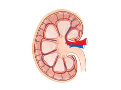 Tekening van een nier