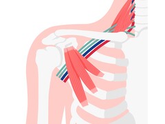 Anatomische afbeelding van de schouderspieren