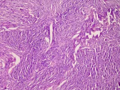 Microscopisch beeld