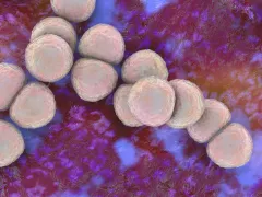 S. aureus bacterie
