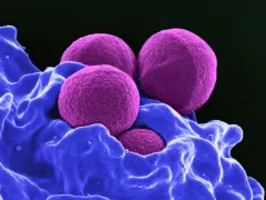 MRSA bacterie