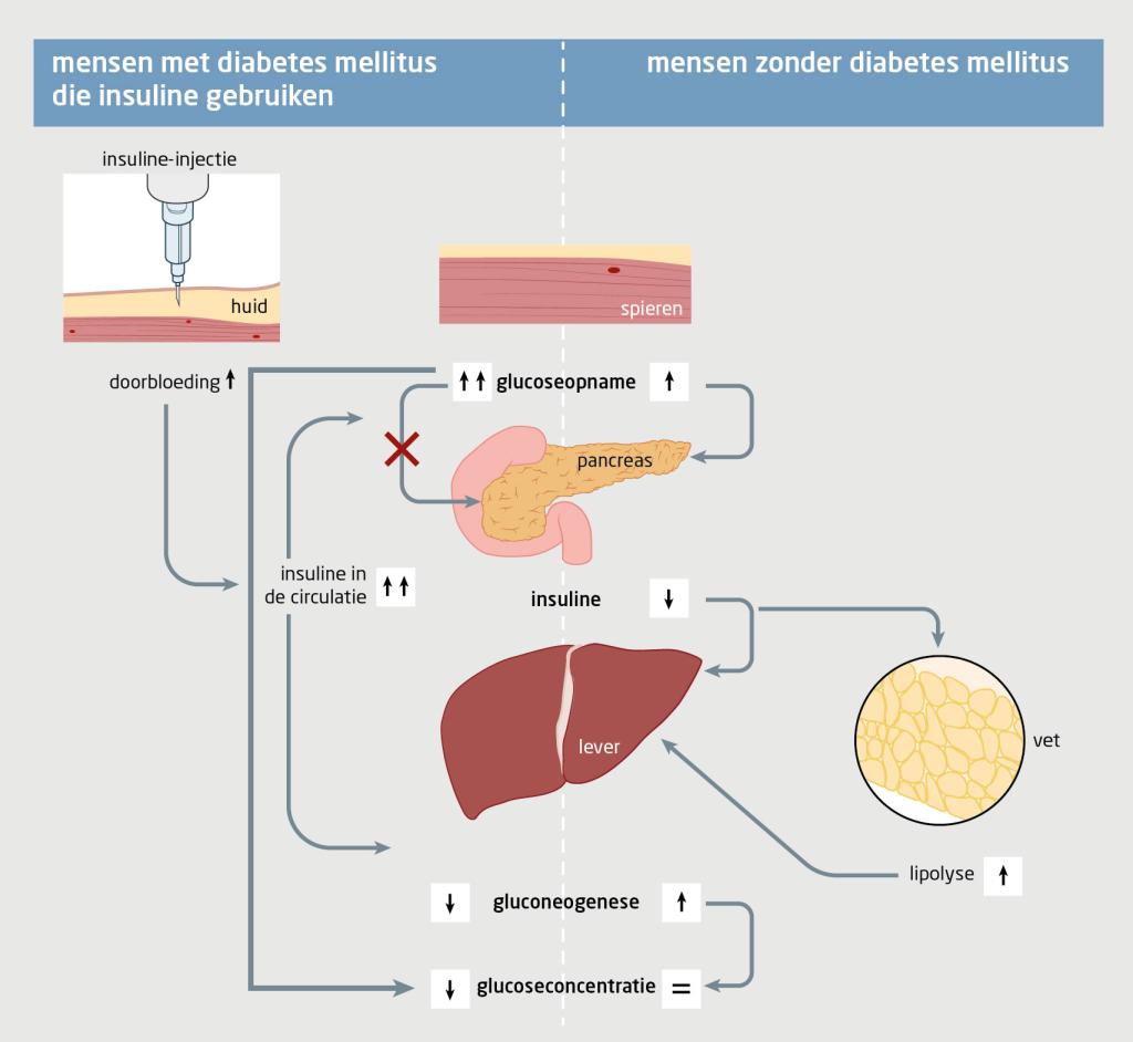 Figuur 1 | Verandering van de glucoseconcentratie tijdens aerobe verbranding