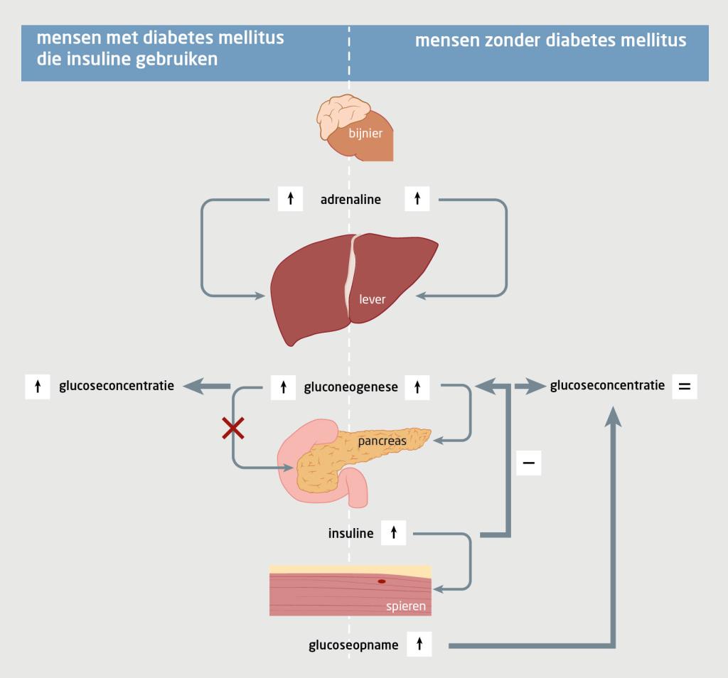 Figuur 2 | Verandering van de glucoseconcentratie tijdens anaerobe verbranding