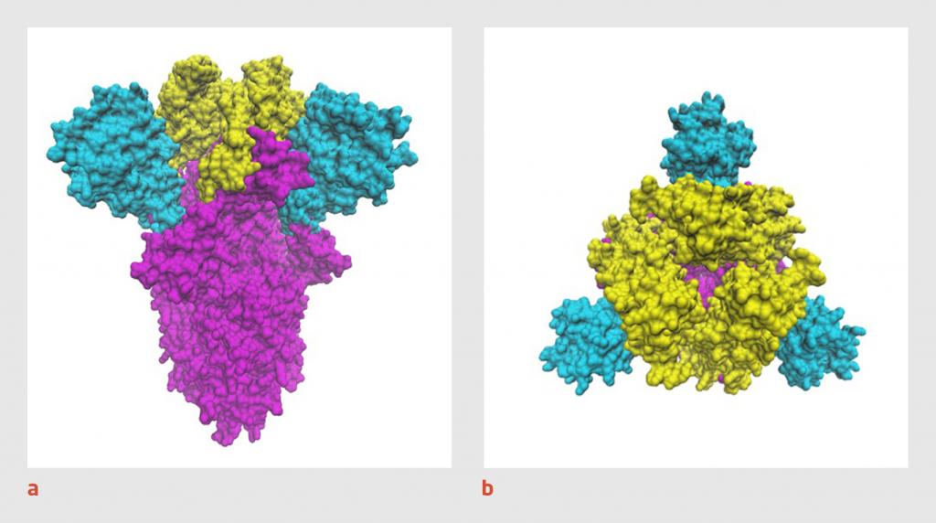 Figuur | 3D-structuur van het spike-eiwit van SARS-CoV-2