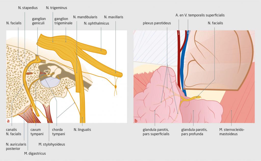 Figuur 2 | Anatomie van de N. facialis