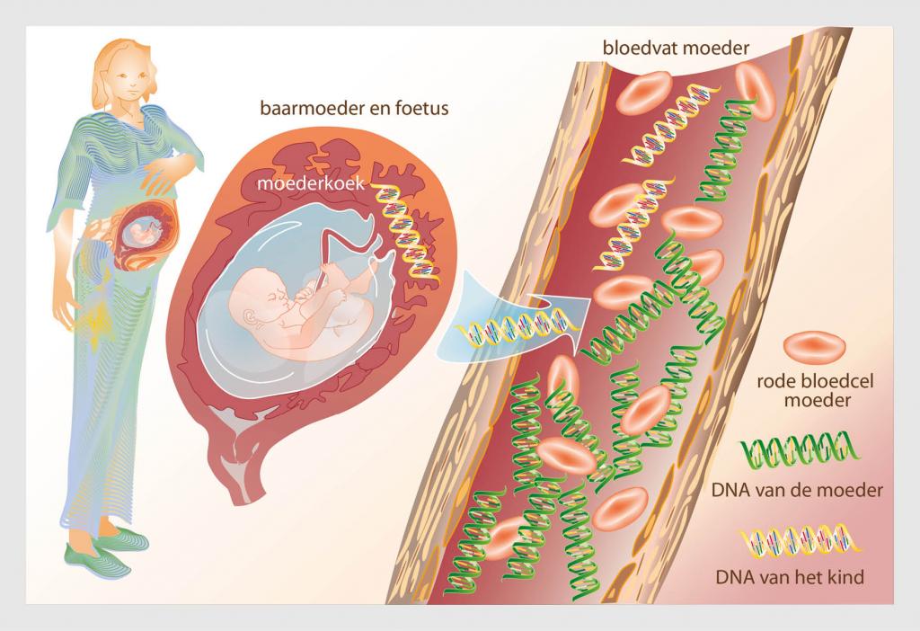 Figuur | De niet-invasieve prenatale test