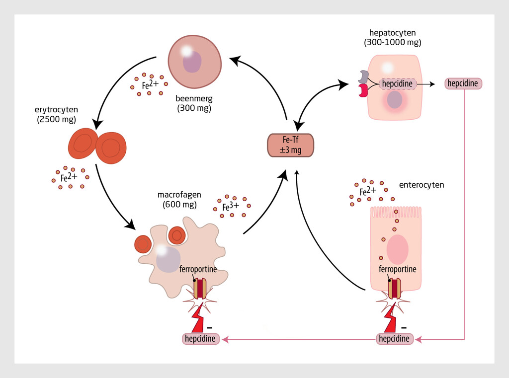 Figuur 1 | IJzermetabolisme in het menselijk lichaam