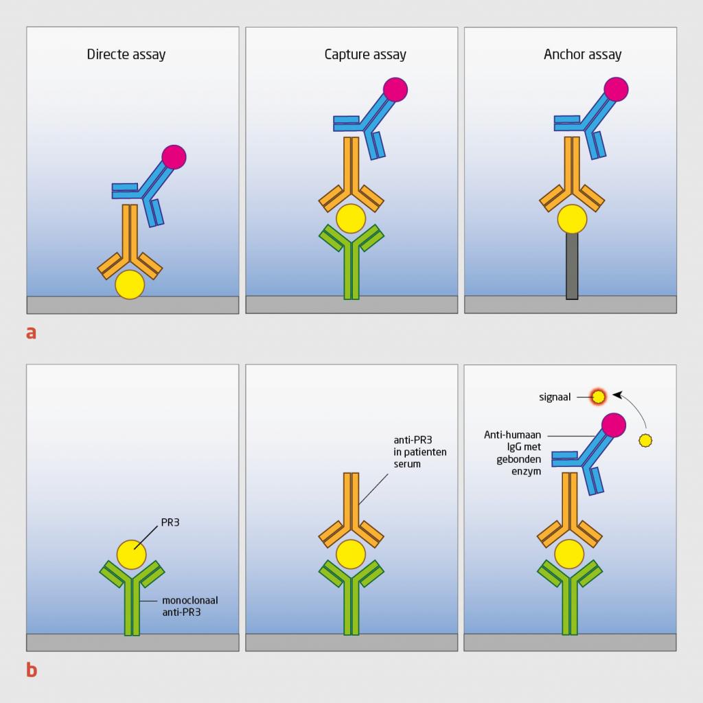 Figuur 2 | Hoe werken immunoassays om ANCA’s te bepalen?