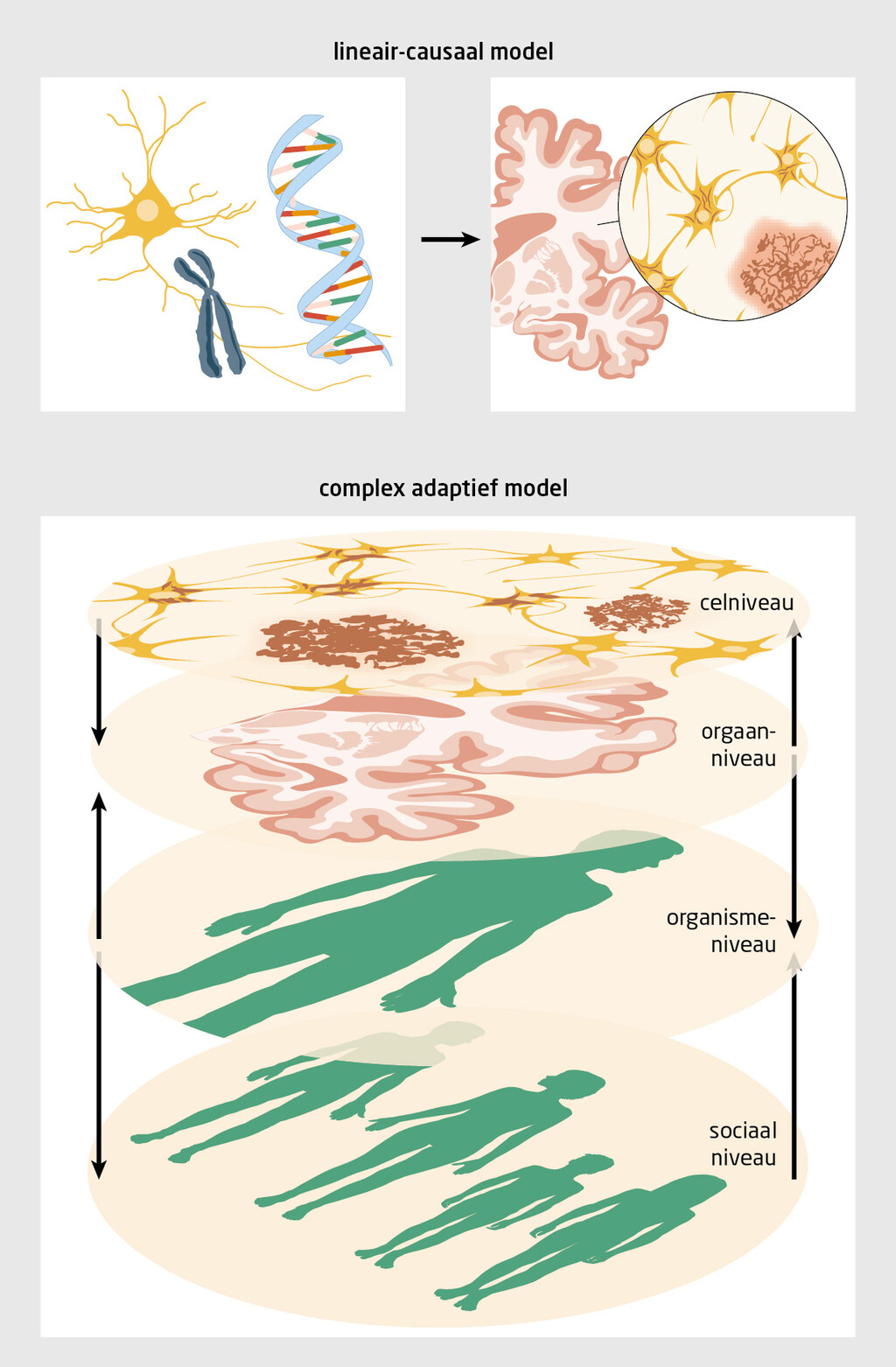 Figuur 1 | Van een lineair-causaal model naar een complex adaptief systeem bij de ziekte van Alzheimer