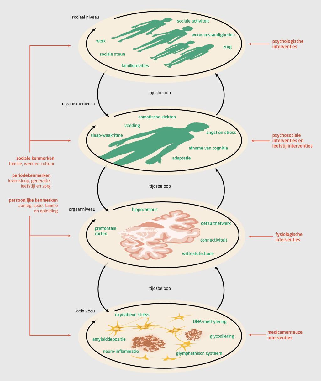 Figuur 2 | Complex model van leefstijlfactoren die gerelateerd zijn aan het Alzheimer-risico