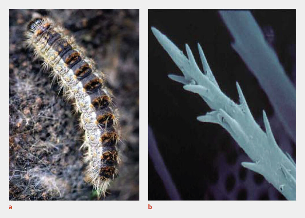 Figuur 2 | De eikenprocessierups