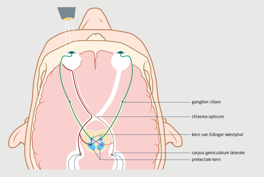 Figuur 1 | Neuroanatomie van de pupilreflex