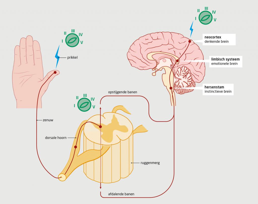 Figuur | Geleiding van een prikkel door het centrale zenuwstelsel