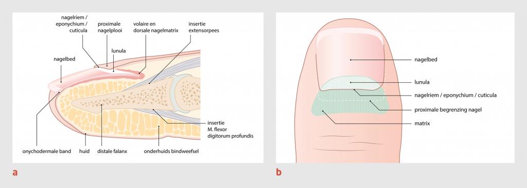 Figuur 1 | Anatomie van de nagel