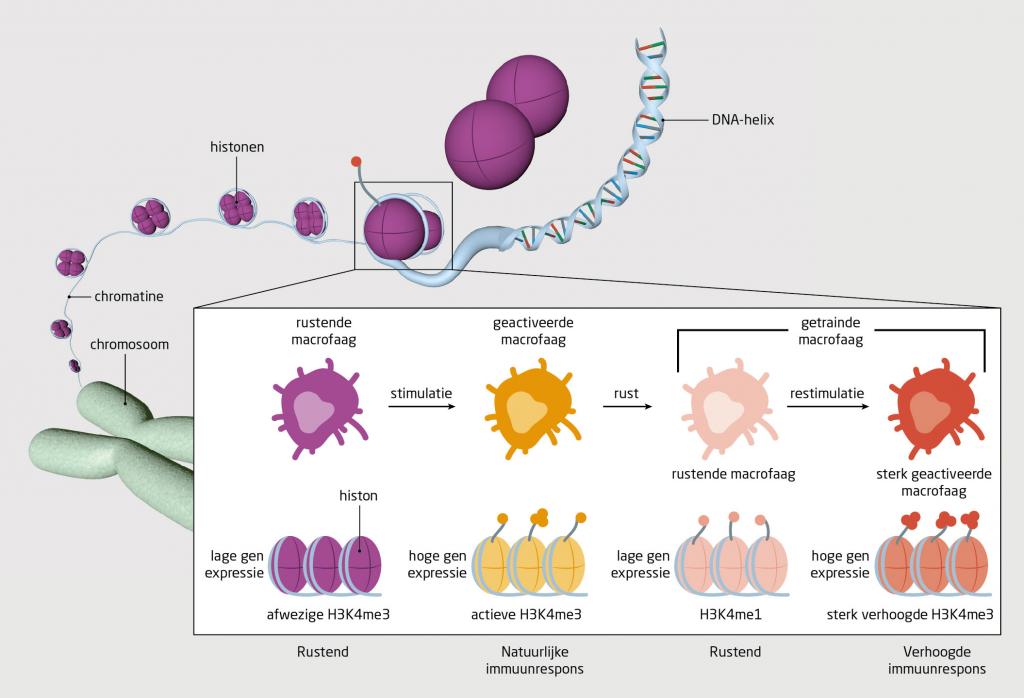 Figuur | Het mechanisme achter ‘trained immunity’ van het aangeboren immmuunsysteem