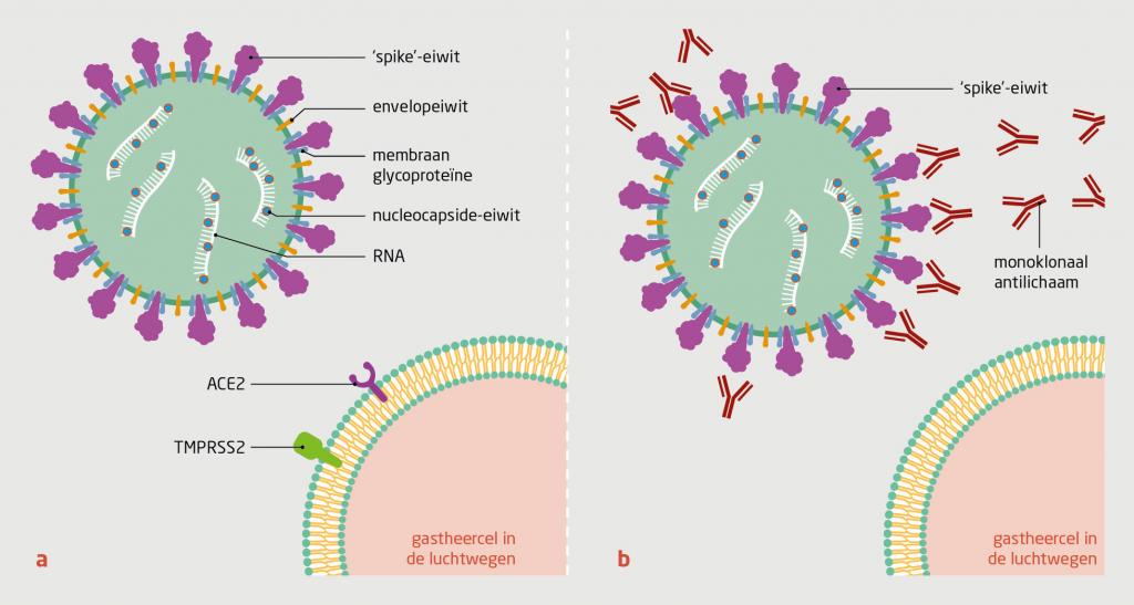 Figuur | Werkingsmechanisme van neutraliserende monoklonale antilichamen