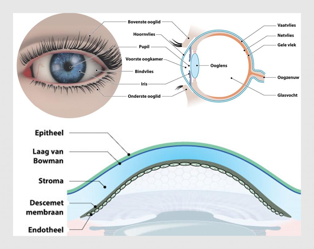 Figuur 1 | De anatomie van het oog en het hoornvlies