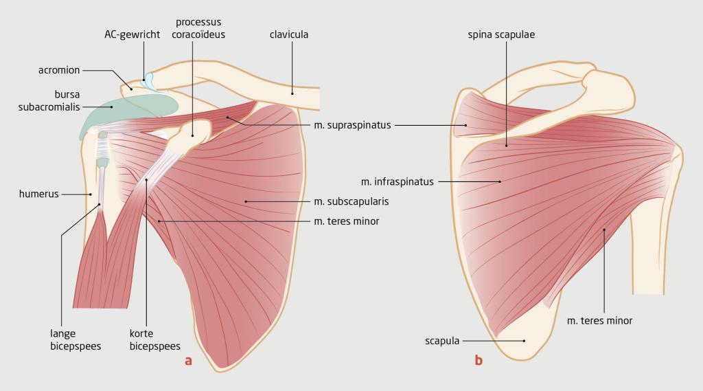 Figuur 1 | Anatomie van de schouder