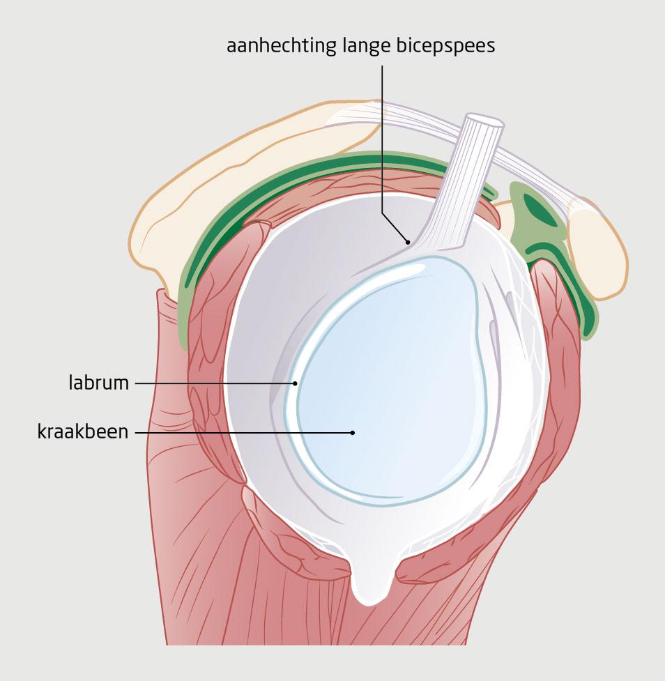 Figuur 2 | Anatomie van het glenoïd