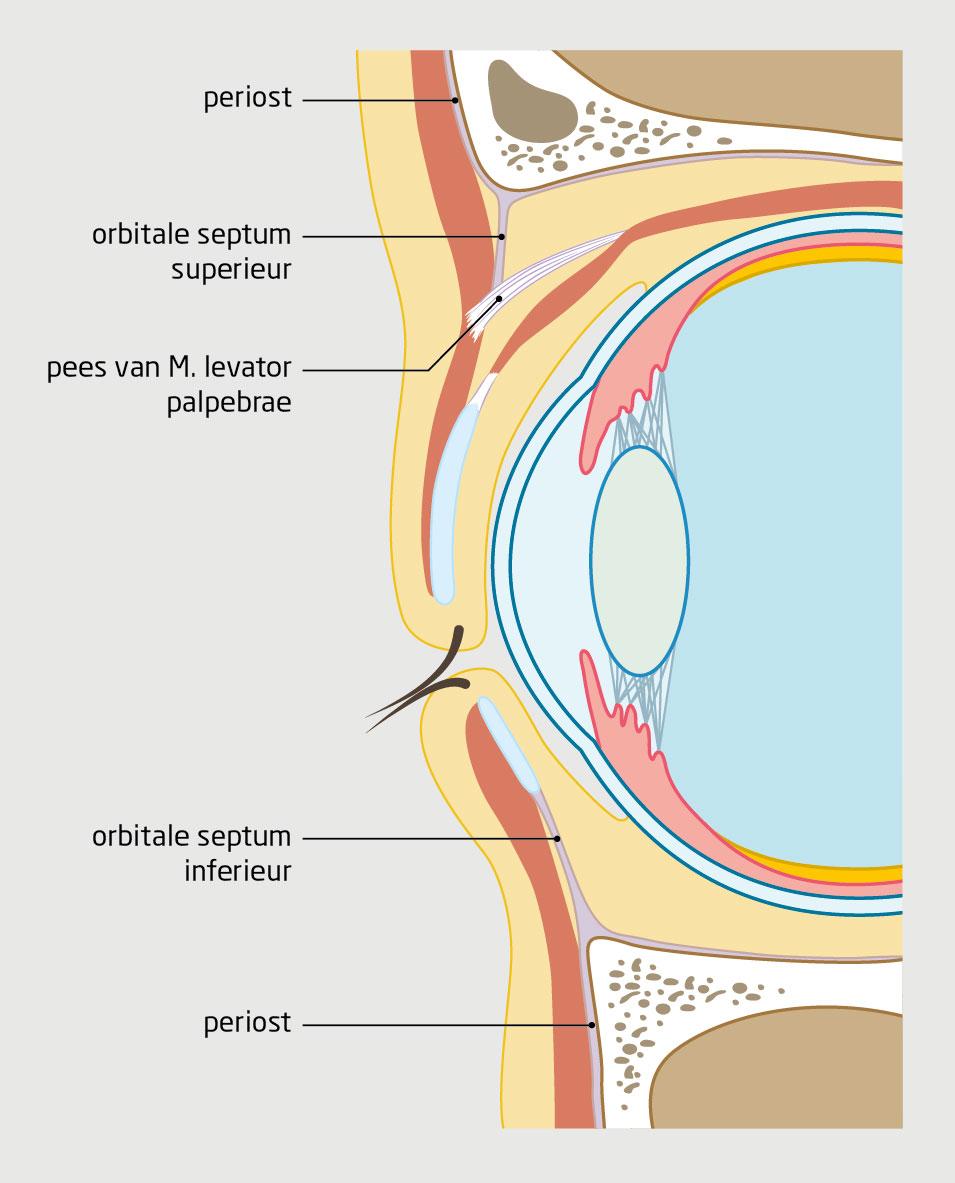 Figuur 5 | Het orbitale septum