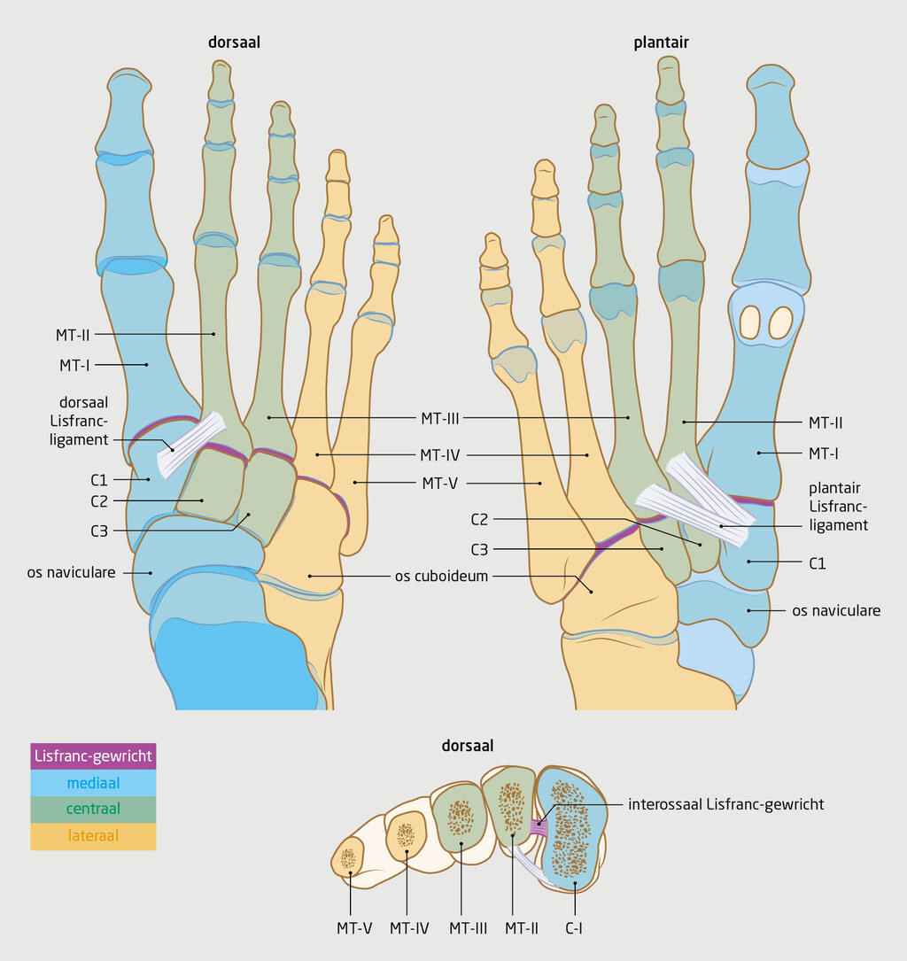 Figuur 1 | Anatomie van het Lisfranc-gewricht