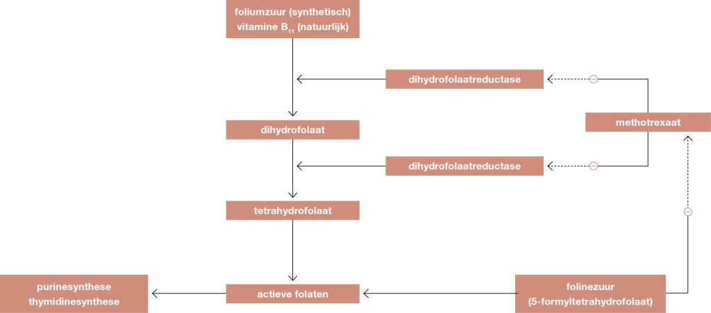 Figuur 2 | Methotrexaat en het foliumzuurmetabolisme