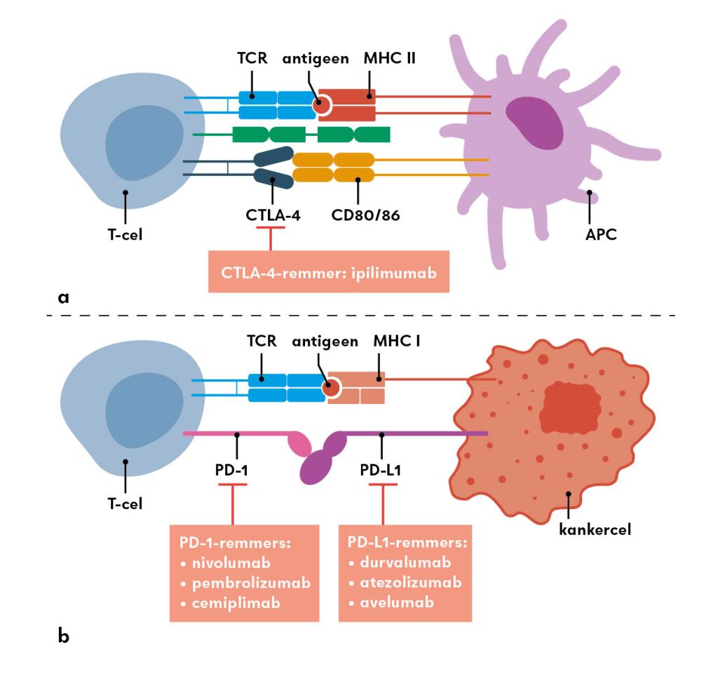 Figuur | De werking van checkpointremmers