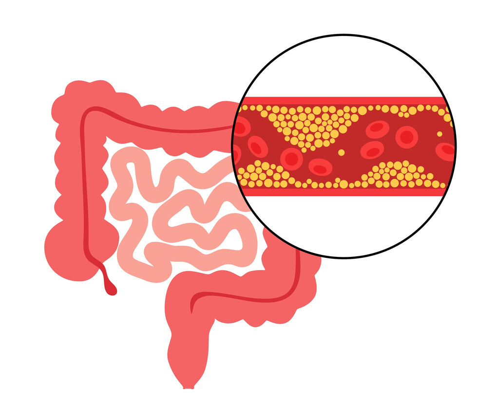 Illustratie van darmen
